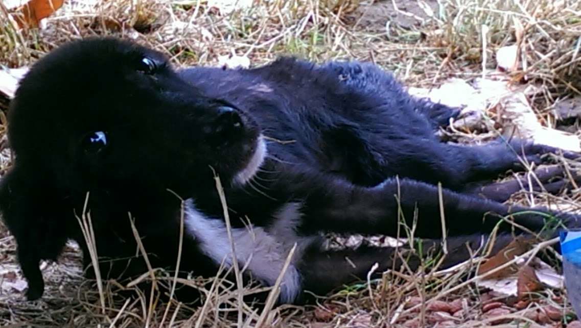 Din nou am primit un telefon care ne-a ingrozit efectiv, era un tanar care ne relata ca la 70 de km de noi in Ineu un catel a fost lovit si de doua zile sta si sufera fara sa impresioneze pe cineva, am ramas fara cuvinte si nu am putut sub nici o forma refuza sa ajutam acest suflet chinuit chiar daca simtim ca suntem la capatul puterilor ca zilnic suntem solicitati pentru diferite cazuri unul mai grav decat altul incercam sa facem fata acestor situatii cumplite prin sprijinul pe care ni-l dau acei oameni cu suflet deosebit care la apelurile noastre de ajutor, mereu ne sunt alaturi si le datoram multumirile noastre pentru ca asa reusim salvarea acestor suflete mutilate si la propiu si la figurat. Acum ARES se afla la clinica la dr Levente care se ocupa cu tot sufletul de toate ingrijirile si investigatiile necesare. Iar la final indiferent care va fi verdictul ARES va avea la APAM Sanctuary, casa care va fi si a lui.