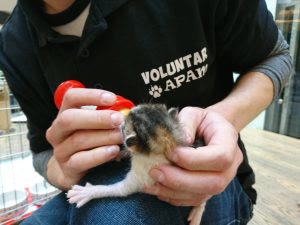 i-au abandonat,sa moara singuri I-au abandonat,sa moara singuri IMG 20190401 WA0003