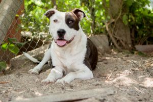 amstaff, plini de rani! Amstaff, plini de rani! IMG 20190720 WA0008